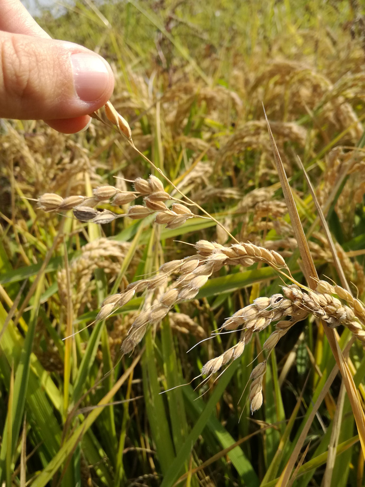 Coltivazione del riso